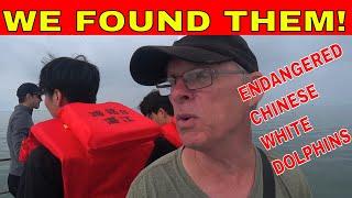 SEARCHING for and FINDING the Endangered Chinese White Dolphins!