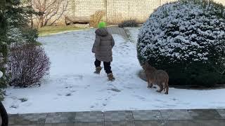 Caracal Gera big Ukrainian cat