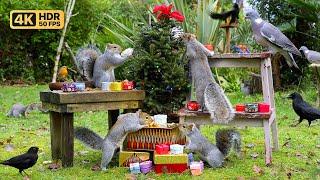 [NO ADS] Cat TV Christmas  Festive Birds and Cute Squirrels  Holidays TV for Cats to Watch