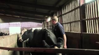 A young farmer: the stressful TB testing of his herd