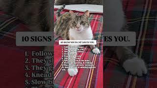 10 signs your cat loves you.  #catlove #catfacts #calico #cats