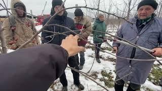 Обрезка интенсивного яблоневого сада посаженным саженцами типа Книп-Баум