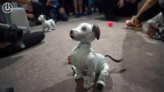 Милая собака-робот от Sony Aibo ERS-1000 — IFA 2018