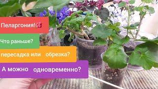 Как правильно совместить обрезку и пересадку Пеларгонии? А можно одновременно?