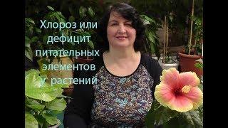 Хлороз или дефицит питательных элементов у растений - видео Ольги Пряниковой