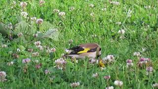 steglitsar - european goldfinch - Carduelis carduelis