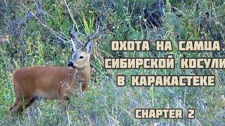 Siberian roe deer hunting in Kazakhstan, охота на косулю в Казахстане!