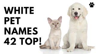  White Pet Names  42 TOP  CUTE  BEST Ideas | Names