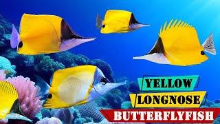 Yellow Longnose Butterflyfish - All About the Bright and Colorful Yellow  Butterflyfish