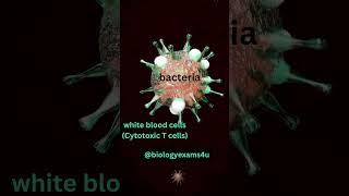 WBC killing Bacteria #Immunology #biologyexams4u