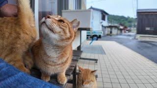 雨が降り出したので島の農協事務所の軒先で雨宿りしていたら猫も雨宿りに集まってきた