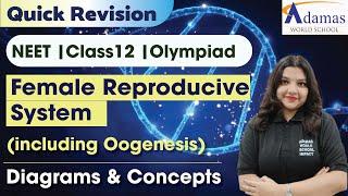 Female Reproductive System & Oogenesis Explained | Diagrams & Concepts by Anuska Sen