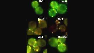 A Pan1/End3/Sla1 complex links Arp2/3-mediated actin assembly to sites of clathrin-mediated...