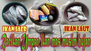 Rainy season carp bait concoction use tilapia and sea fish