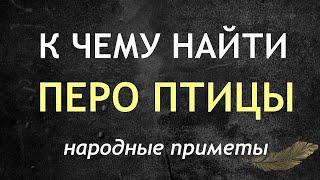 К чему найти ПЕРО ПТИЦЫ. Народные приметы и поверья.