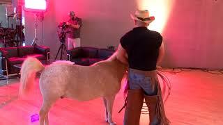 Miniature Horse Poops on Movie Set!