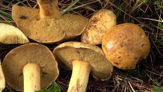 Suillus variegatus - Boletus variegatus - Velvet Bolete -  Maślak Pstry - Bolet moucheté 4K