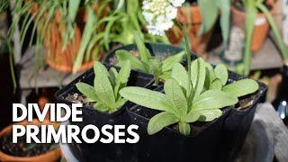 How To Divide Primroses To Get Free Plants! Balconia Garden