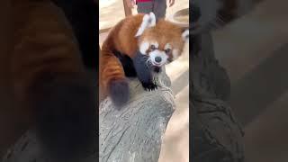 author's tiktok id: (littlepanda6487) #redpanda #littlepanda #short #shorts #little