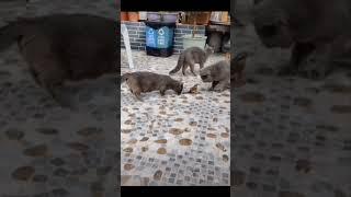 Движение - смерть #cat #catlover #pets