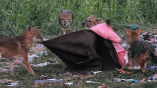 Golden Jackal Playing Time------4k Wildlife Bangladesh