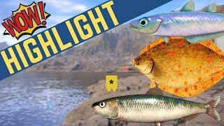 Sardine Trophy in 5 min | 2 Insane Spots | $$$ + %%% | Stream highlight | Sep 24, 2023