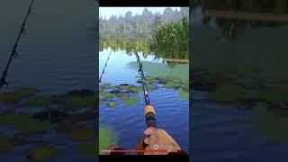 Амур на слабую снасть. Пришлось побегатьСтарый Острог Русская рыбалка 4 #shorts #fishing #gaming