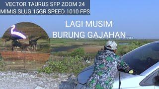 LAGI MUSIM BURUNG GAJAHAN