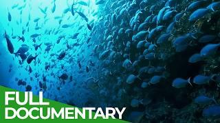 The Big Blue - Ocean Stories from Down Under | Episode 3 | Free Documentary Nature