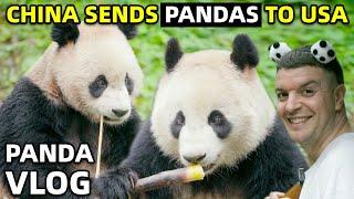 Why is China Sending Pandas to USA? (Sichuan Vlog)