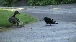 Mama Duck Fights Crows Attacking Baby Ducklings