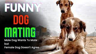 Male dog wants to mate, Female dog doesn't agree | Funny Dog Mating