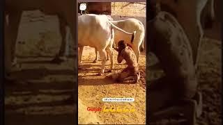 desi Tarzan gurjar Sanjay pahalvan Haryana  short video