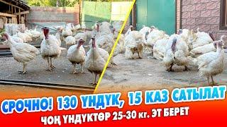 Өтө чоң 130 баш ҮНДҮК, 15 КАЗ шашылыш САТЫЛАТ ~ Эң чоңдору 25-30 кг эт берет. ЖУМУРКАСЫ да сатылат