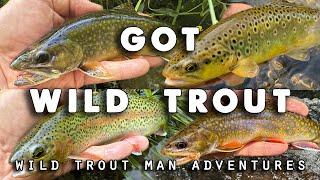 Got Wild Trout!! Brookies, Browns & Rainbows - Fly Fishing Trifecta!!