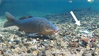 コイも大好き自作スピナーベイトの水中映像＆実釣動画 in 五三川＆水路など  バス釣り初心者必見！