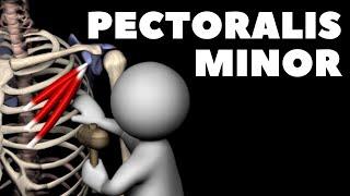 Pectoralis Minor in 3D | Origin & Insertion