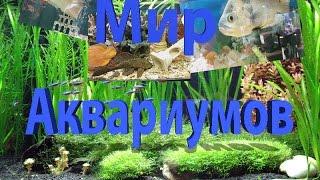 Мир Аквариумов /World Of Aquariums