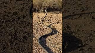 Black mamba release. #shorts