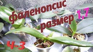Тут живут орхидеи 1,7.  Орхидеи выращивание на стеллаже. Ч. 3
