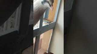 Racing Pigeons With Rice Grains