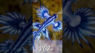 2023 Glaucus marginatus and 5000bce Glaucus marginatus||mythical student|| #shortvideo#mythical