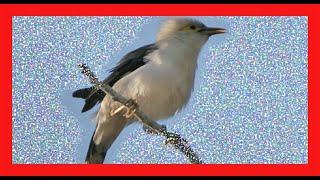 Black-winged Starling Song! Black-winged Starling Call! - Miná Alinegro - Acridotheres Melanopterus
