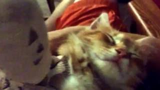 Tripod purrs up "a storm" (AKA Hurricane Hermine)!