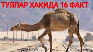 #факты ТУЯЛАР ХАКИДА 16 ФАКТ