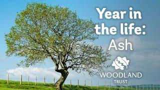 A Year in the Life of an Ash Tree | Woodland Trust