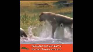 МОРДА КРОКОДИЛЬЯ ХВАТАЕТ ЛЬВИЦУ за ... БРЮХО