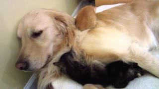 Three Tiny Foster Kittens & Dog - Trying To Drink Milk & Sleeping - 3 Weeks Old