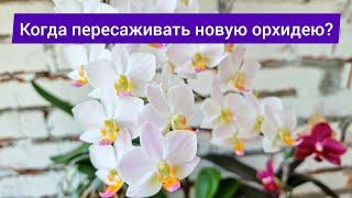 Когда пересаживать орхидею из мха,  когда нужно подождать? Нужно ли пересаживать новые орхидеи сразу