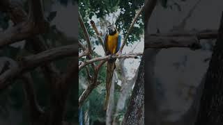 Blue and Yellow Macaw  | #shorts - 4k | Beautiful birds |  NATURE RELAXATION MOVIES